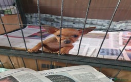 Miniature Pinscher dogs for sale: Miniature Pinscher Last boy pup show potential  - Image 8