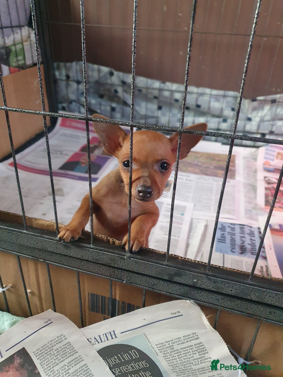 Miniature Pinscher dogs for sale: Miniature Pinscher Last boy pup show potential  - Image 8