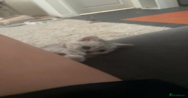 British Shorthair cats - Advert 12