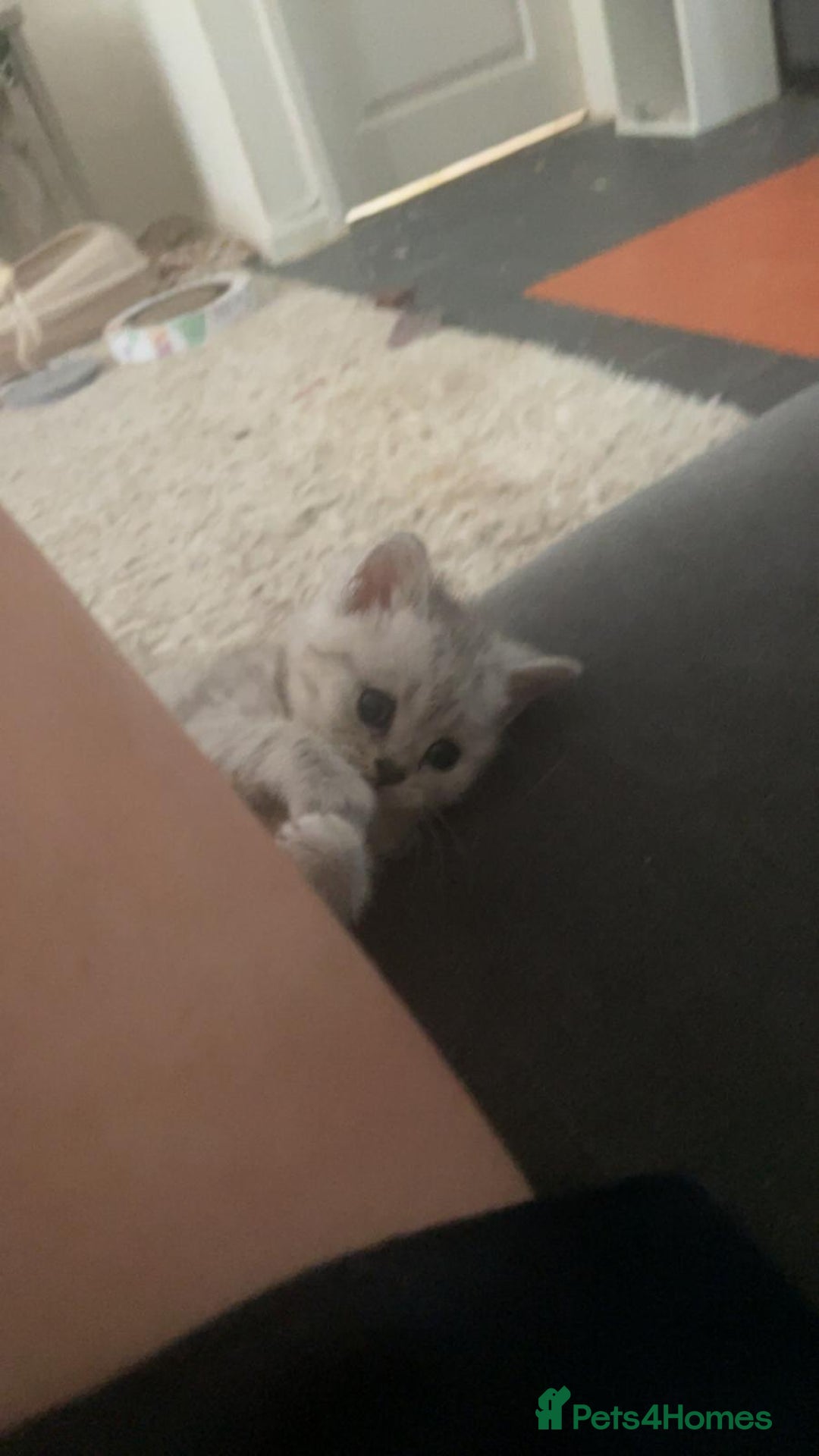 British Shorthair cats for sale: 4 beautiful kittens for sale - Image 3