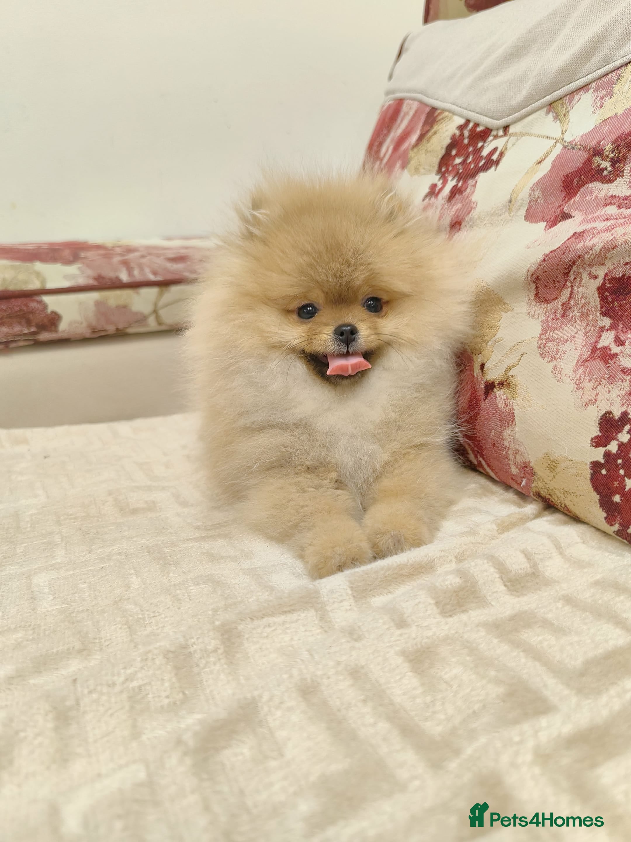 Pomeranian dogs Beautiful Pomeranian puppies - Advert 2