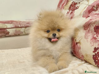 Pomeranian dogs Beautiful Pomeranian puppies - Advert 2