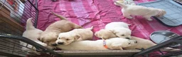 Golden Retriever dogs for sale: 🐶 Beautiful golden retriever puppies 🐶  - Advert 10