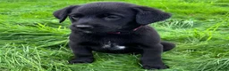 Mixed Breed dogs for sale: HUNTADOR PUPPIES READY FOR THEIR NEW HOMES!  - Advert 22