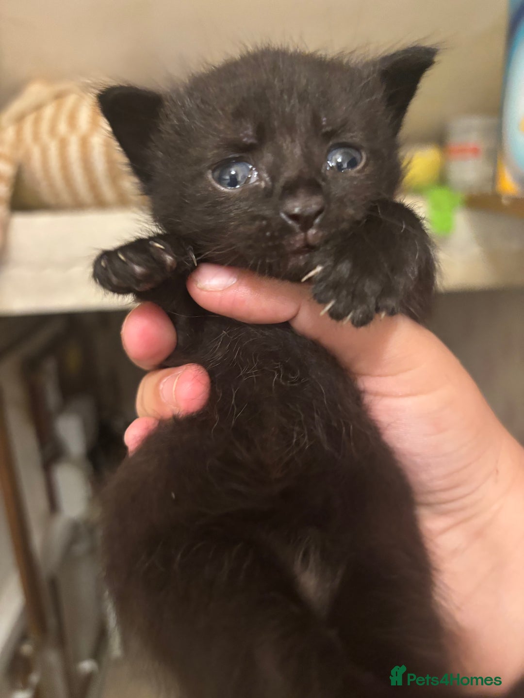 Mixed Breed cats for sale: Kittens/cats available please read description - Image 1