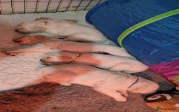 Golden Retriever dogs for sale: Stunning Cream Golden Retriever Puppies - Image 8