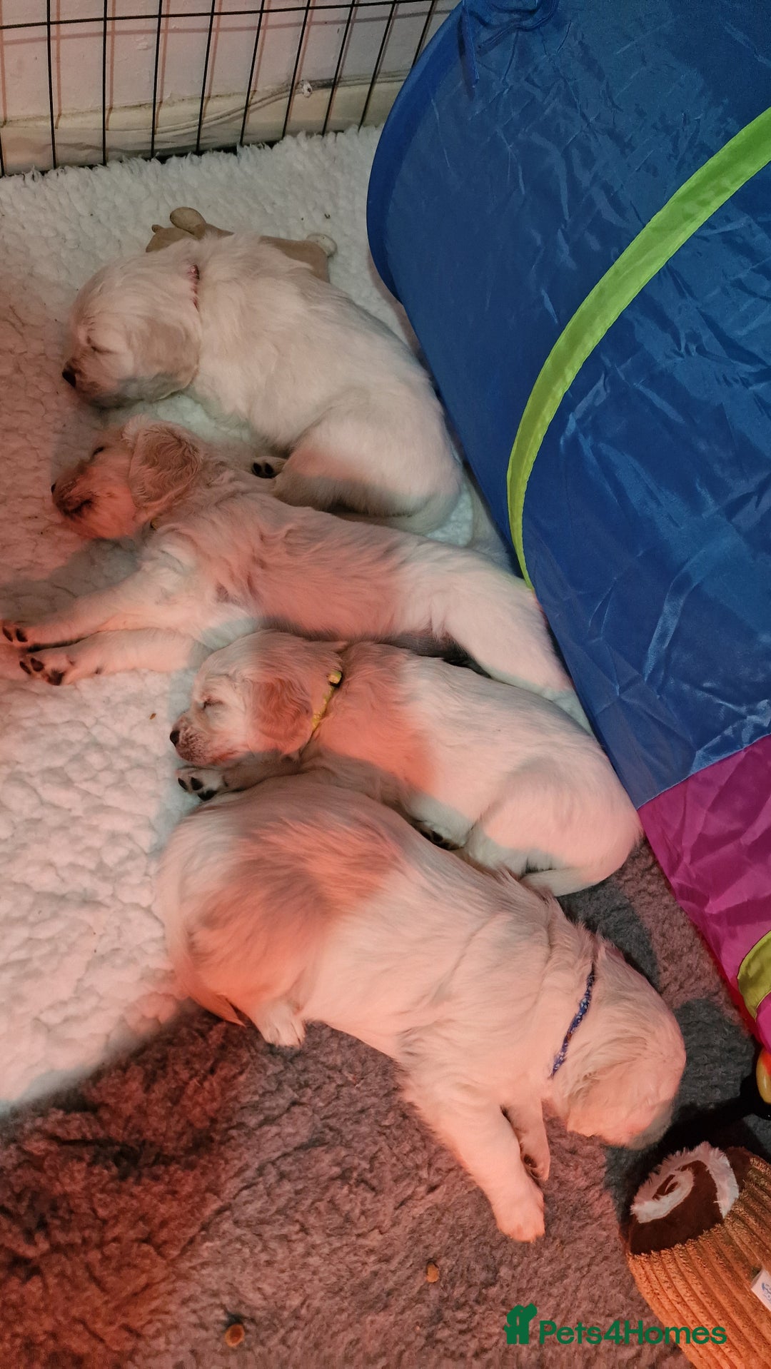 Golden Retriever dogs for sale: Stunning Cream Golden Retriever Puppies - Image 8