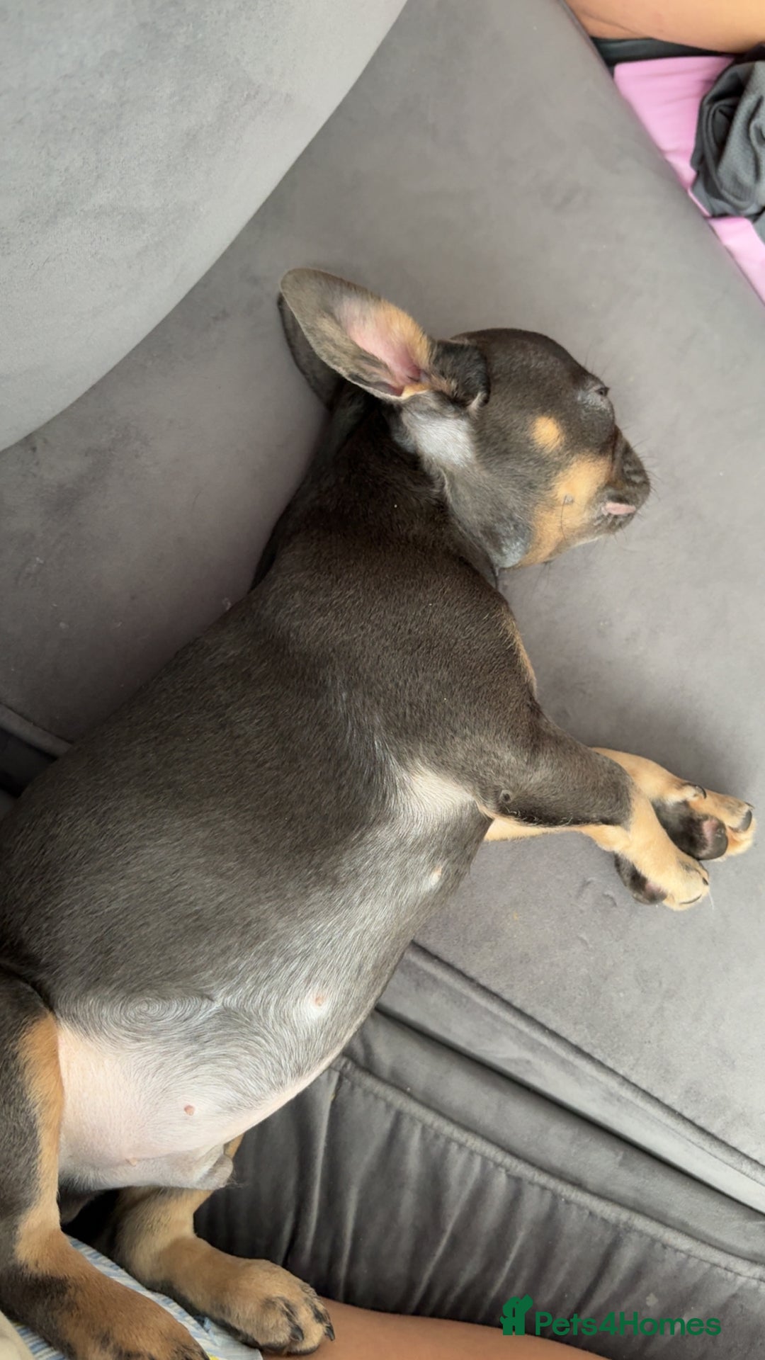 French Bulldog dogs for sale: Bruno the French bulldog  - Image 2