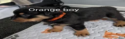 Rottweiler dogs for sale: Rottweiler Puppies  - Advert 8