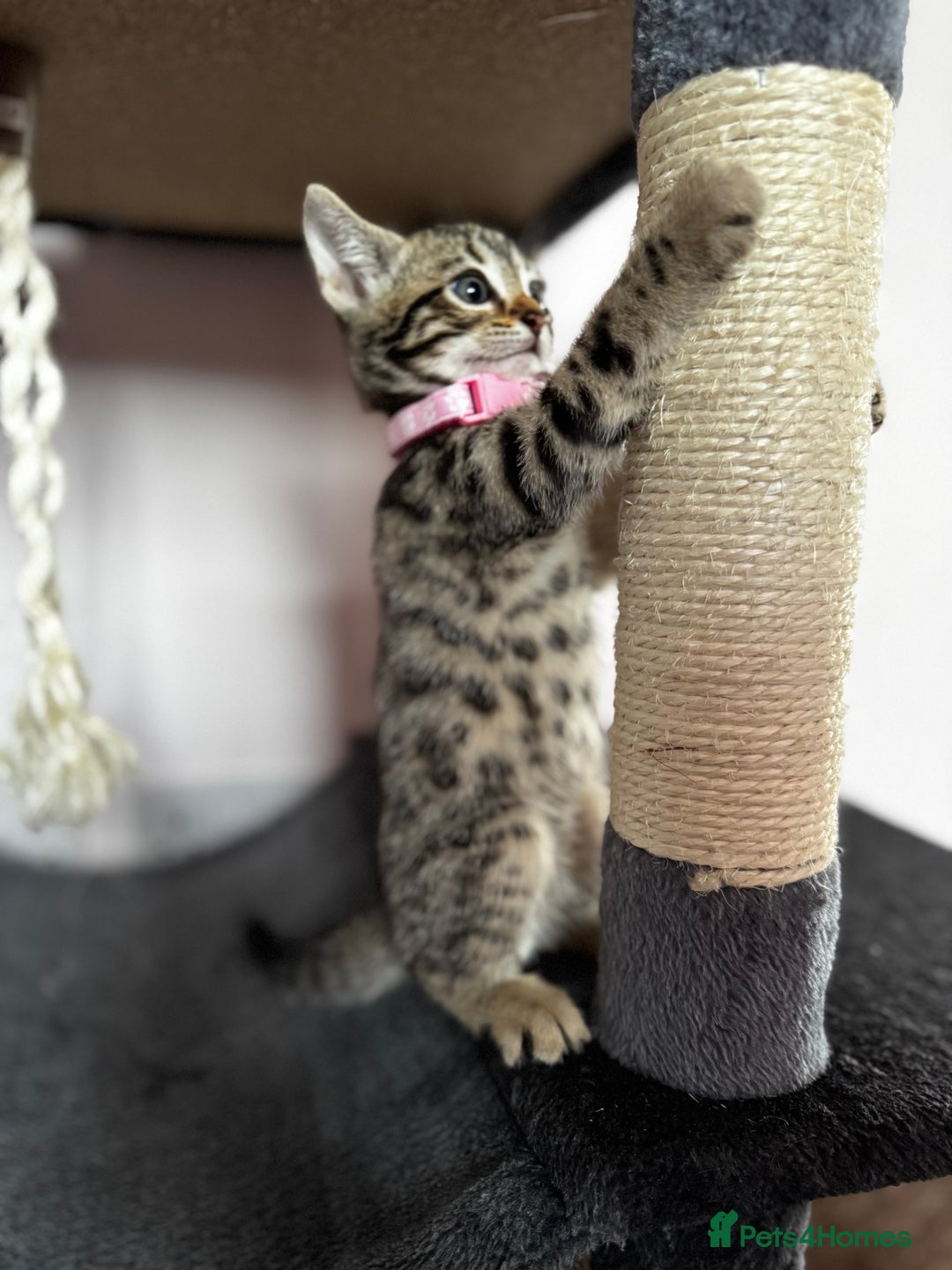 Bengal cats for sale: 🐆✨[REDUCED TO CLEAR!!] LAST THREE PURE BENGAL’S❤️ - Image 27