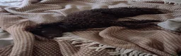 Miniature Poodle dogs for sale: Chocolate Miniature Poodle in London - Advert 7