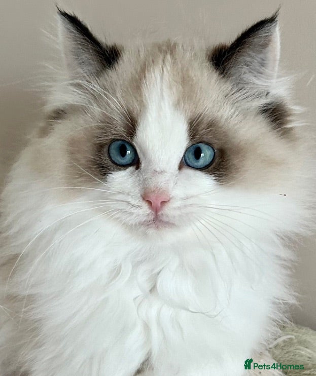 Ragdoll cats Elite TICA Ragdoll Kittens from Champion Lines  - Advert 2