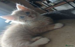 Maine Coon cats for sale: Beautiful  Girl - Image 2