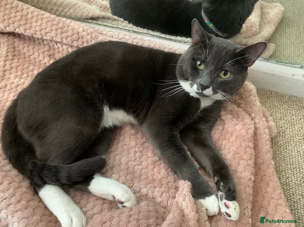 Mixed Breed cats Grey blue boy cat Bleu in London - Advert 1