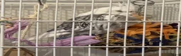 Cockatiels birds for sale: Selling two lovely sweet male cockatiels with cage - Advert 3