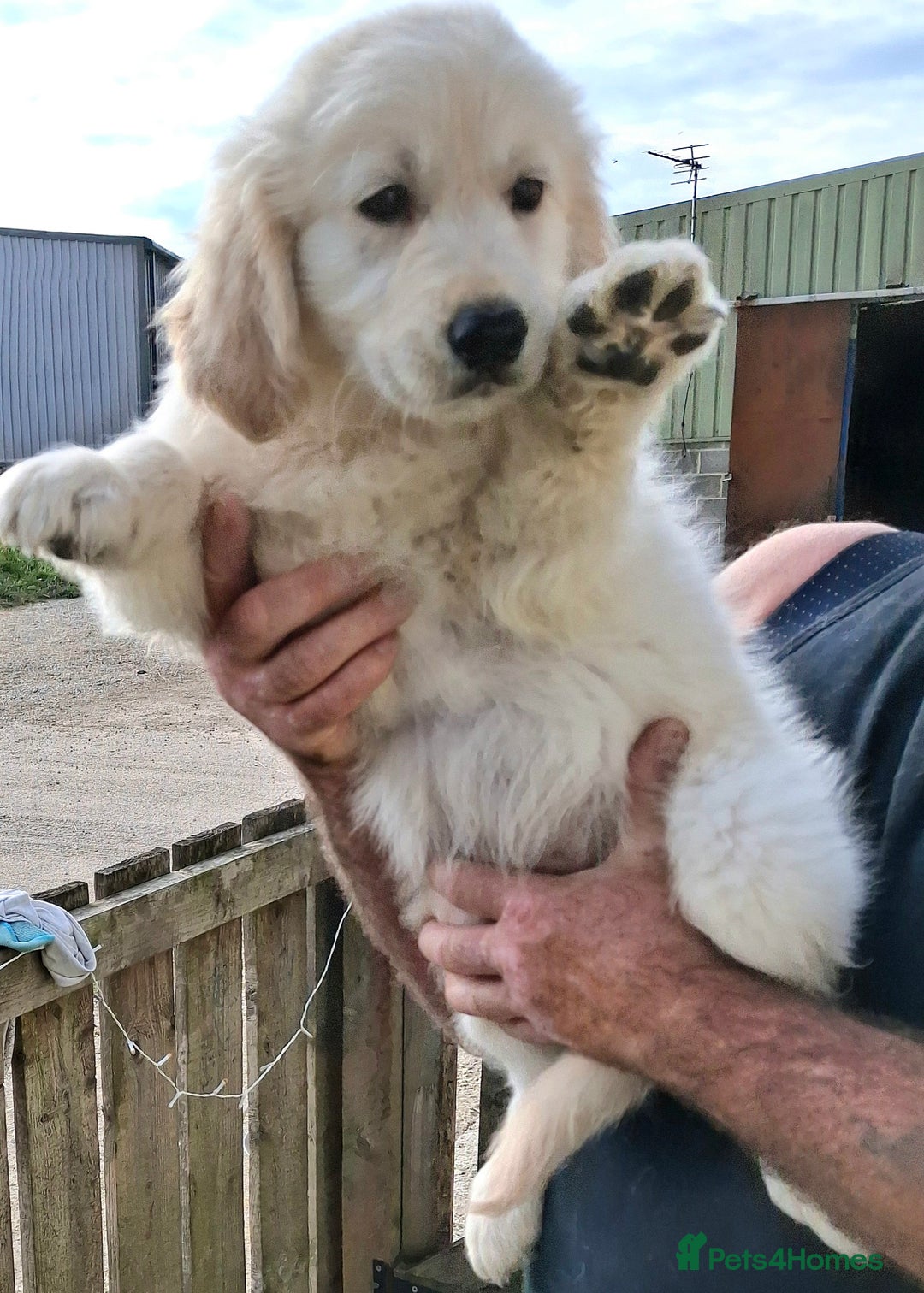 Golden Retriever dogs for sale: Golden Retreiver Puppies  - Image 10