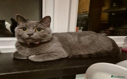 British Shorthair cats for sale: Female British Shorthair Kitten - Image 4