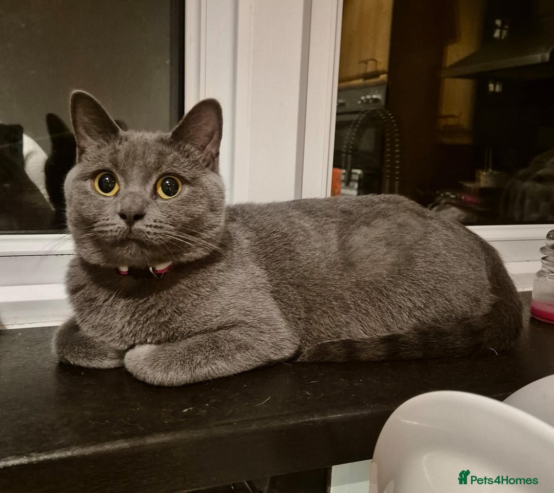 British Shorthair cats for sale: Female British Shorthair Kitten - Image 4