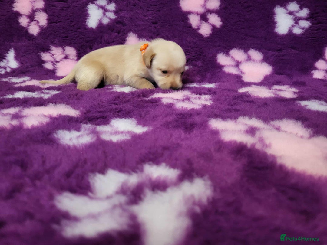 Labrador Retriever dogs for sale: KC registered yellow/black labrador puppies  - Image 4