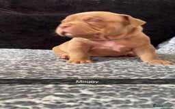 American Bully dogs for sale: Stunning pocket bullie’s  - Image 31
