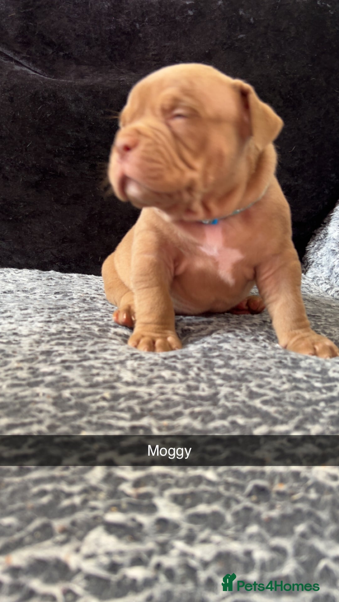American Bully dogs for sale: Stunning pocket bullie’s  - Image 31