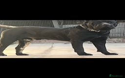 Presa Canario dogs for sale: Perro de presa canario - Advert 7