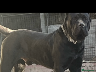 Presa Canario dogs Perro de presa canario - Advert 1