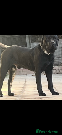 Presa Canario dogs Perro de presa canario - Advert 2