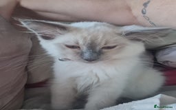 Ragdoll cats for sale: Mr Ragdoll  - Image 2
