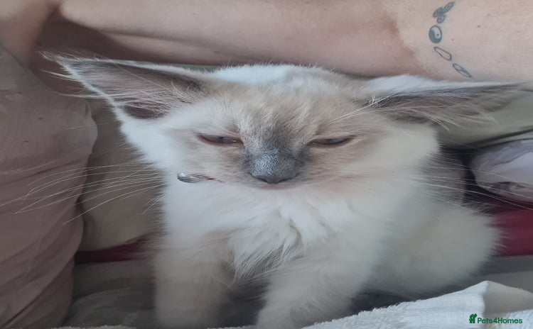 Ragdoll cats - Advert 5