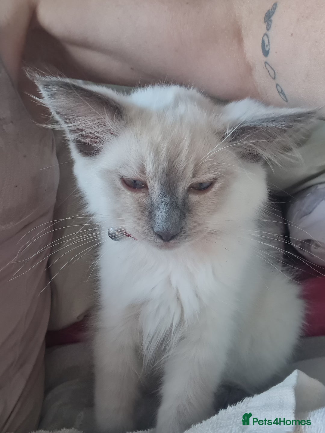 Ragdoll cats for sale: Mr Ragdoll  - Image 2