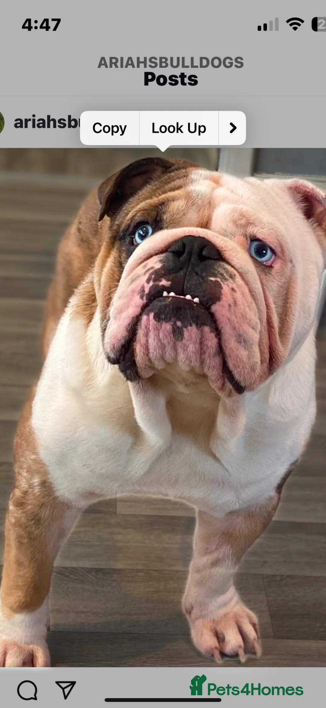English Bulldog dogs for stud: PROVEN -SHRINKABULLS bloodline.  in Coventry - Advert 1