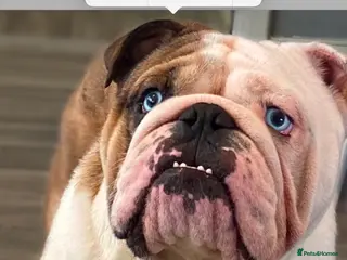 English Bulldog dogs PROVEN -SHRINKABULLS bloodline. in Coventry - Advert 1