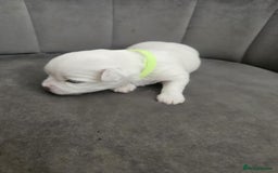 Maltese dogs for sale: 🐾 Adorable Maltese Puppies 🐾  - Image 13