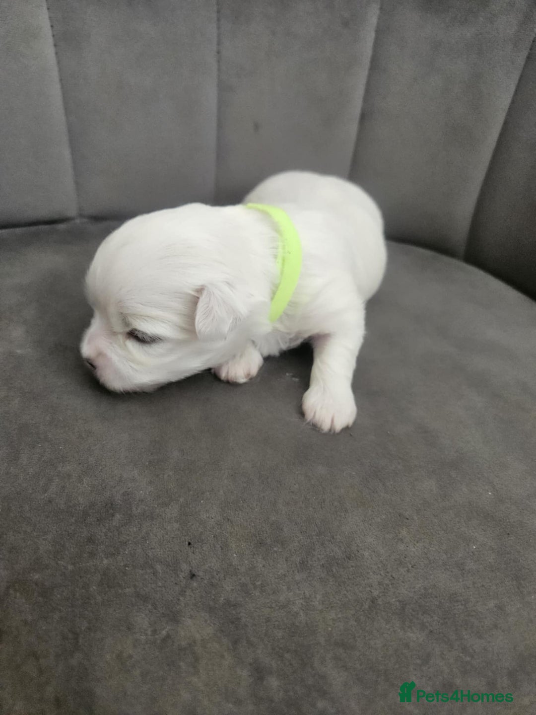 Maltese dogs for sale: 🐾 Adorable Maltese Puppies 🐾  - Image 13