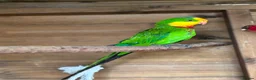 Parrots birds for sale: Rare Australian parrots for sale - Advert 2
