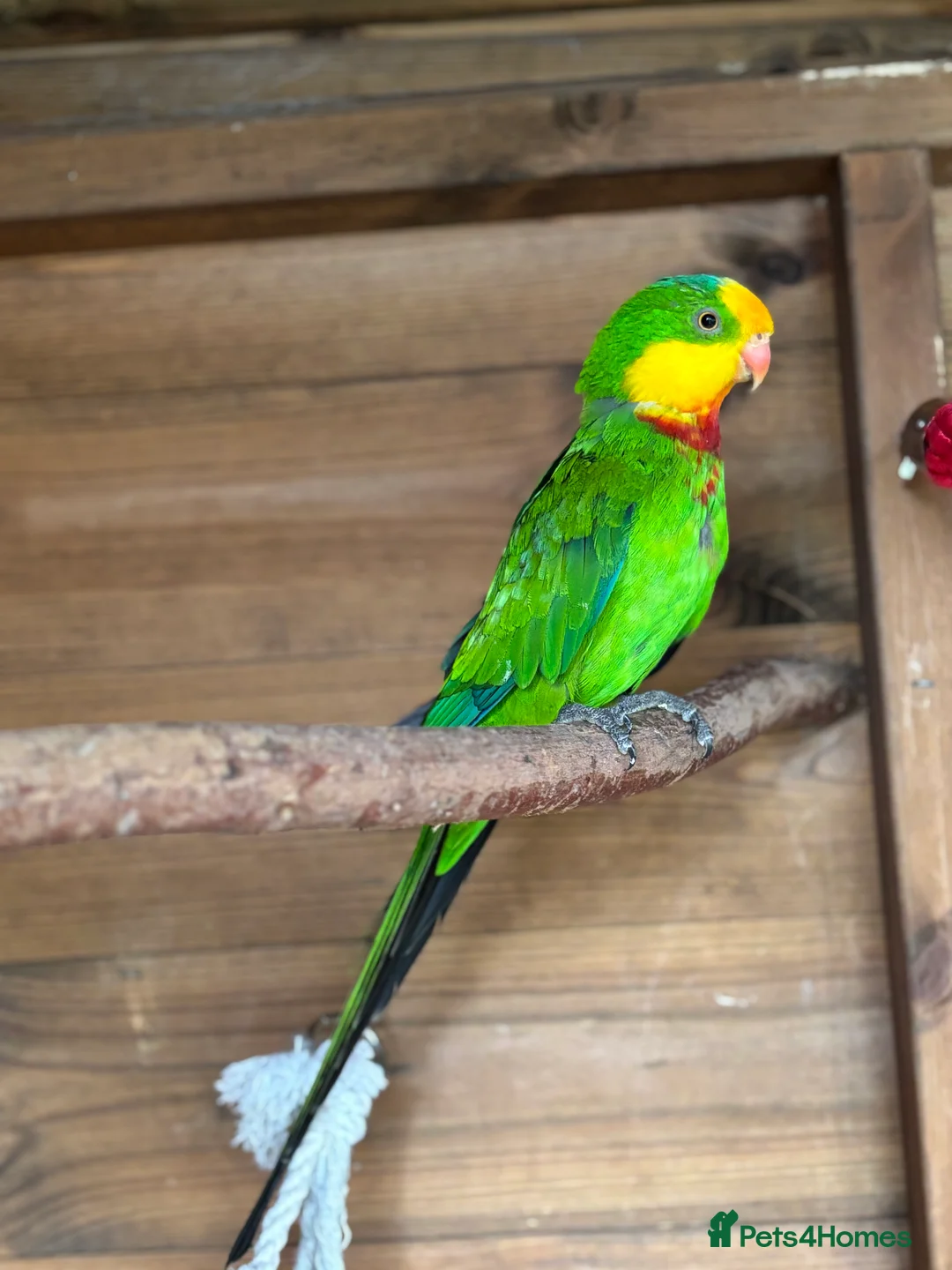 Parrots birds for sale: Rare Australian parrots for sale - Advert 2