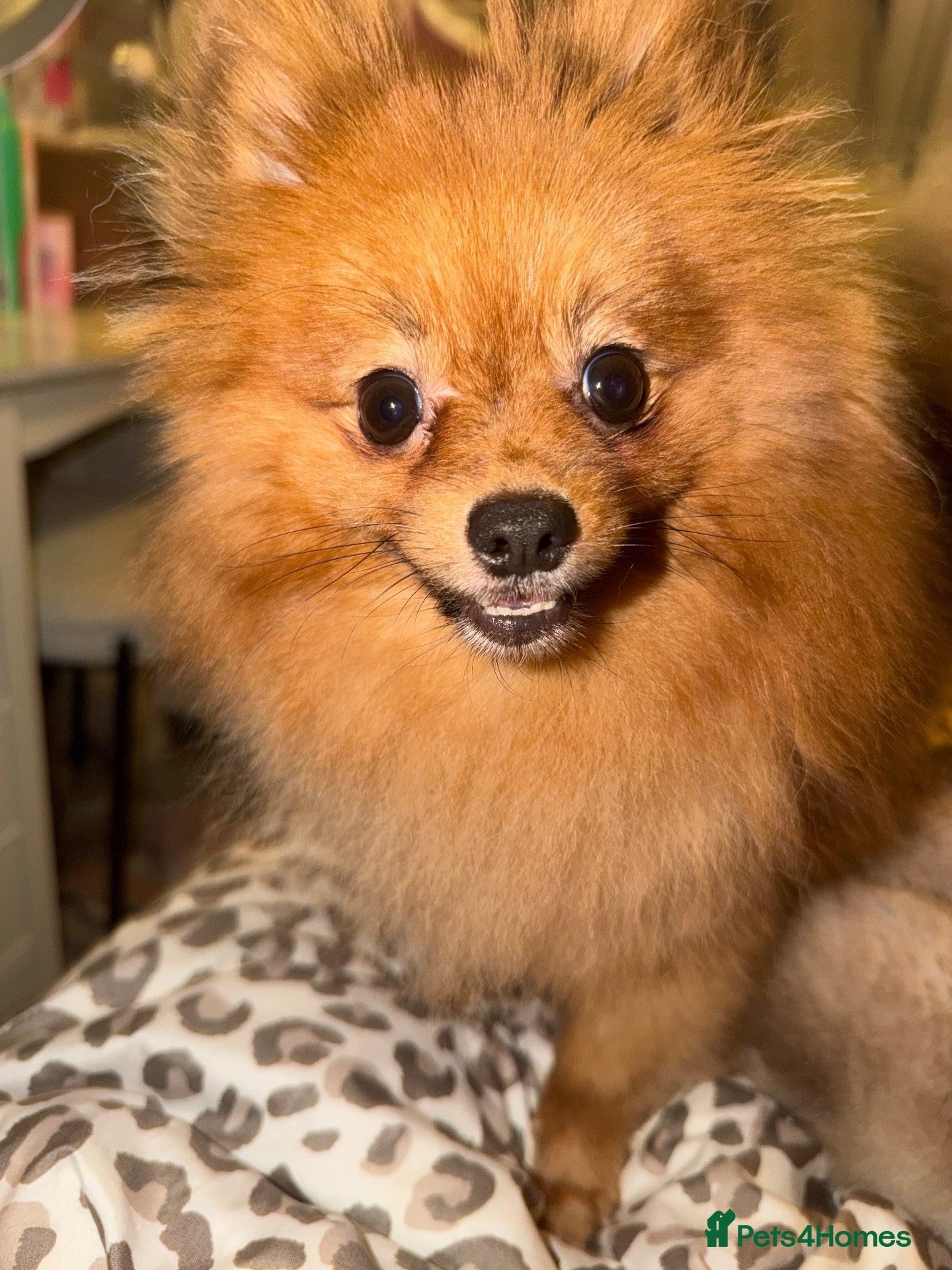 Pomchi dogs Beautiful Pomchi fluffy puppies available now - Advert 1