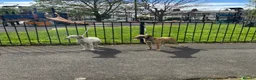 Mixed Breed dogs for sale: 14 month old whippet for sale  in London - Advert 3