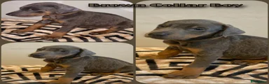Dobermann 2