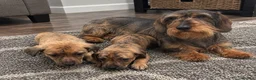 Dachshund dogs for sale: Dachshund pups - Advert 1