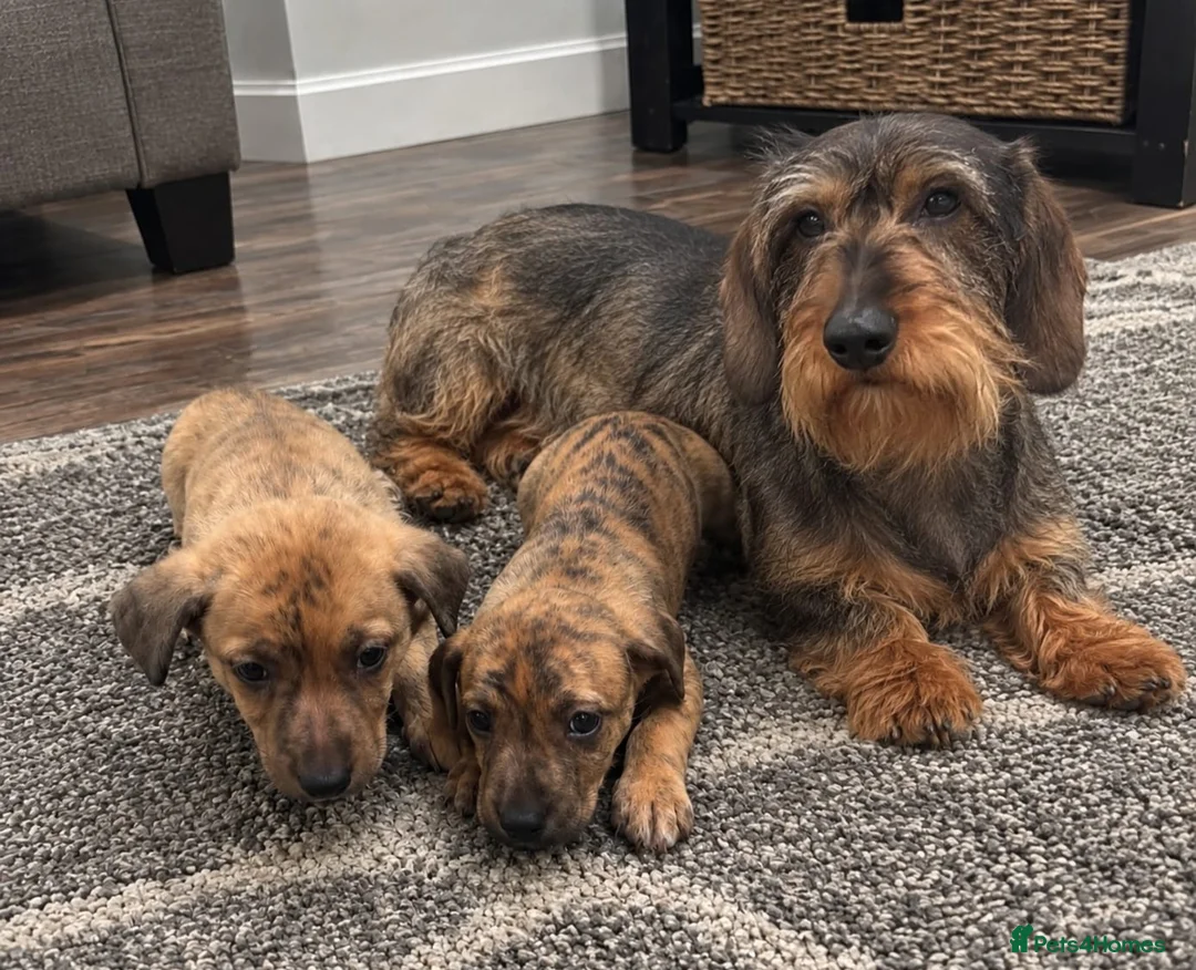 Dachshund dogs for sale: Dachshund pups - Advert 1