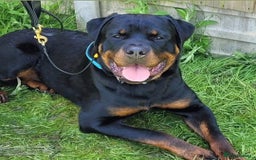 Rottweiler dogs for stud: Onex de Tierra Ibera now available for stud in Newark - Image 29