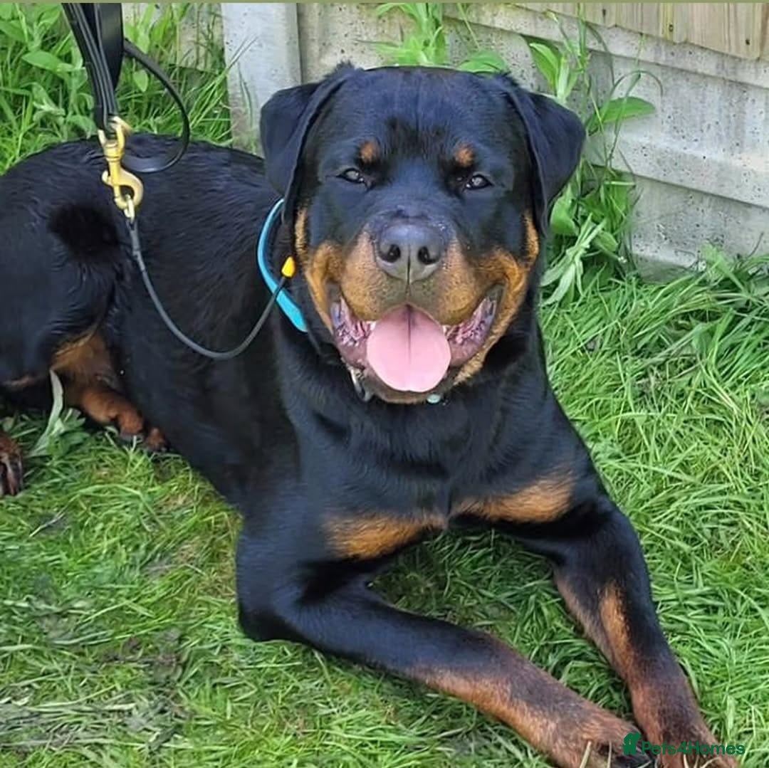 Rottweiler dogs for stud: Onex de Tierra Ibera now available for stud in Newark - Image 29