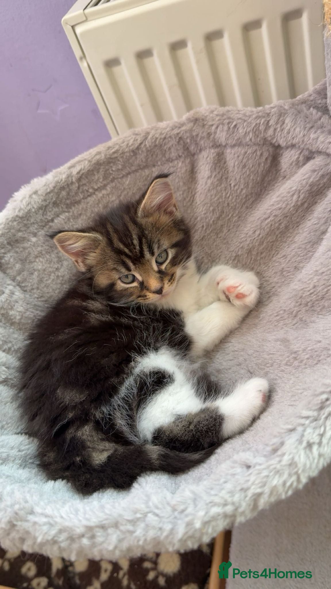 Maine Coon cats Gorgeous maine coon cross kittens - Advert 14