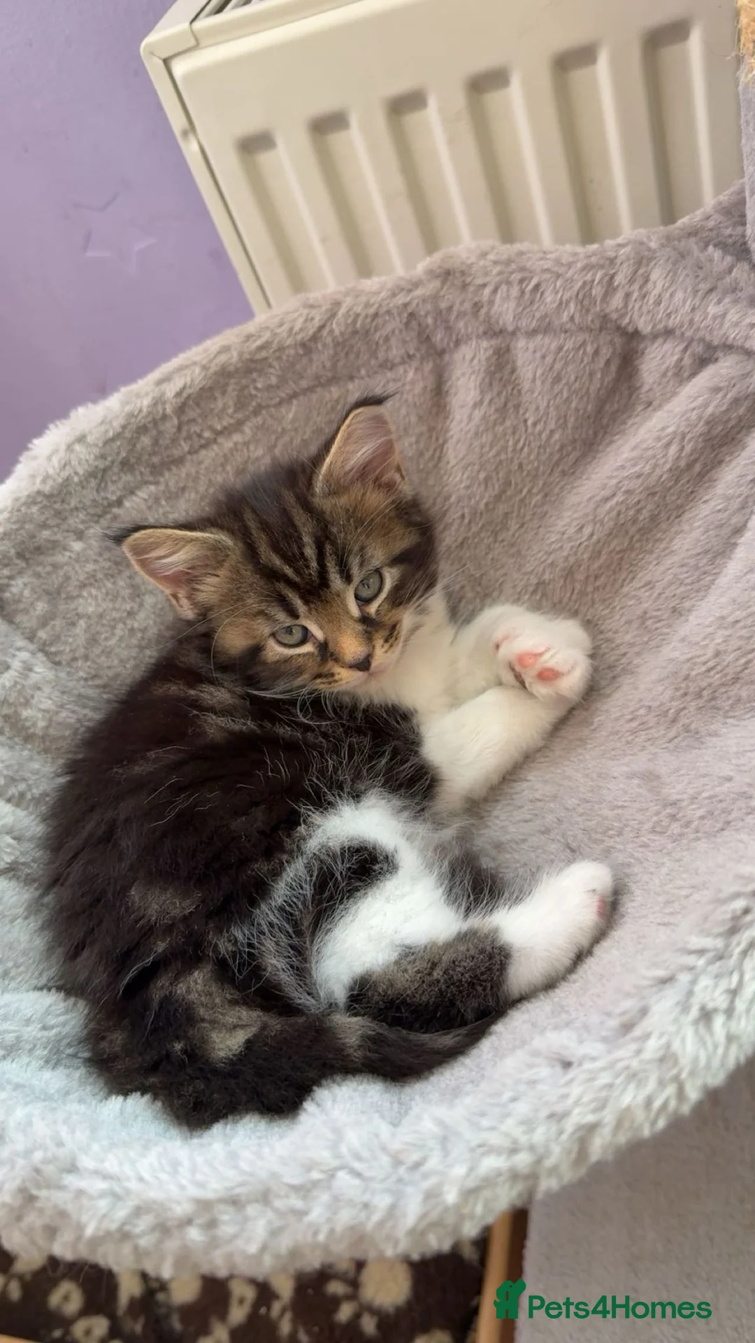 Maine Coon cats for sale: Gorgeous maine coon cross kittens - Advert 1