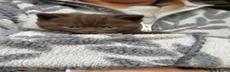 Scottish Fold cats for sale: RARE COLOURS SCOTTISH FOLD KITTENS!  - Advert 14