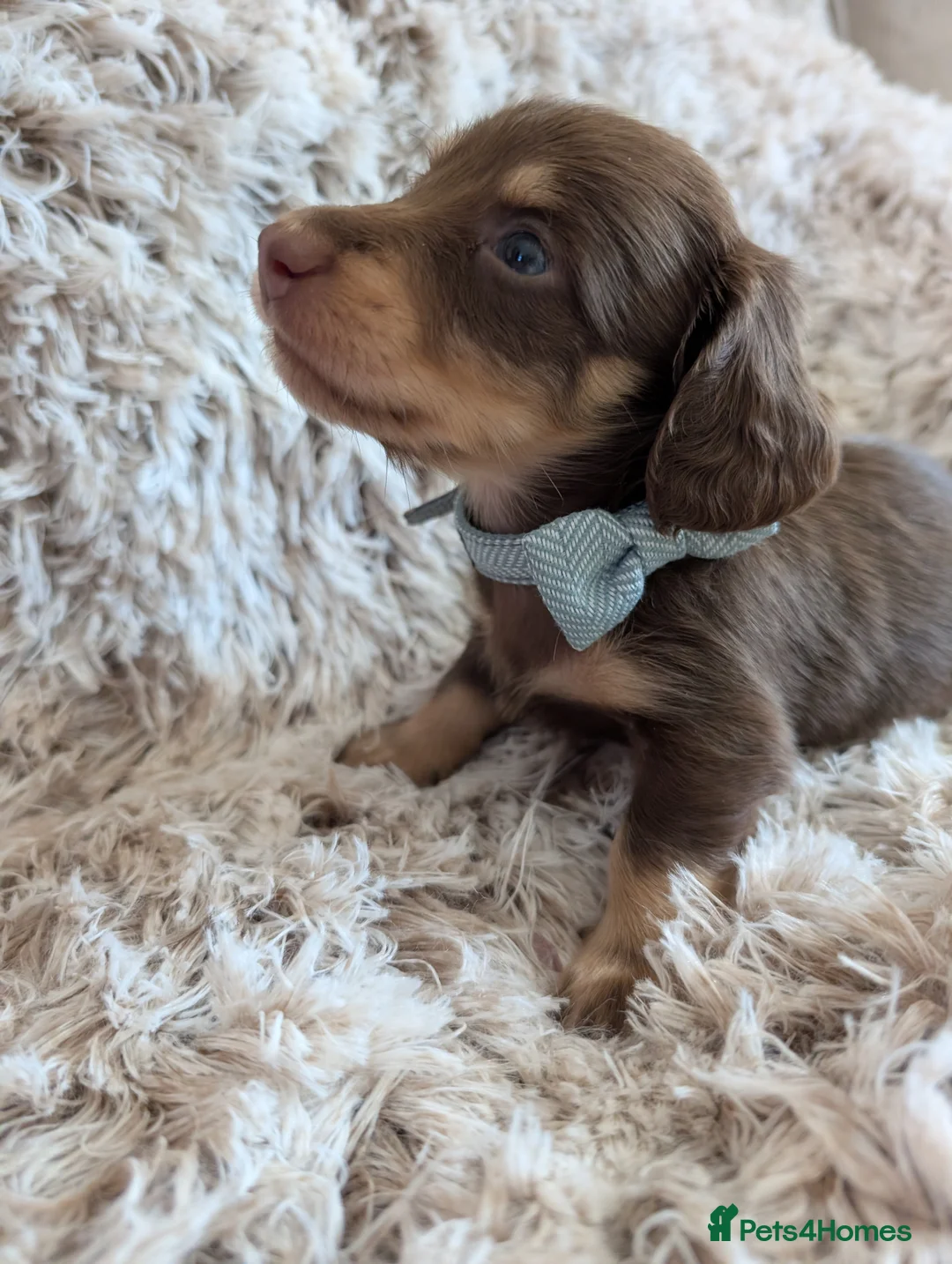 Miniature Dachshund dogs for sale: KC LH stunning boy  - Advert 11