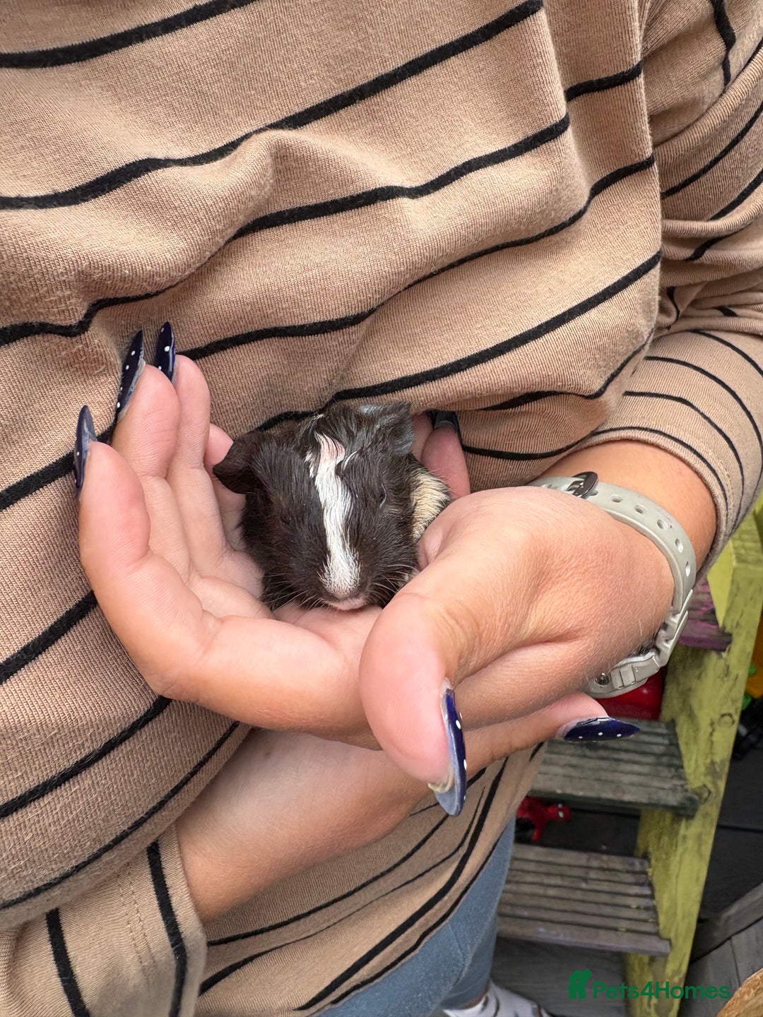 Guinea Pig rodents for sale: 2 Female Guinea Pigs - Image 5