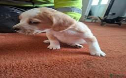 Mixed Breed dogs for sale: Puppys - Image 4